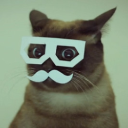 test Cat in glasses and a mustache